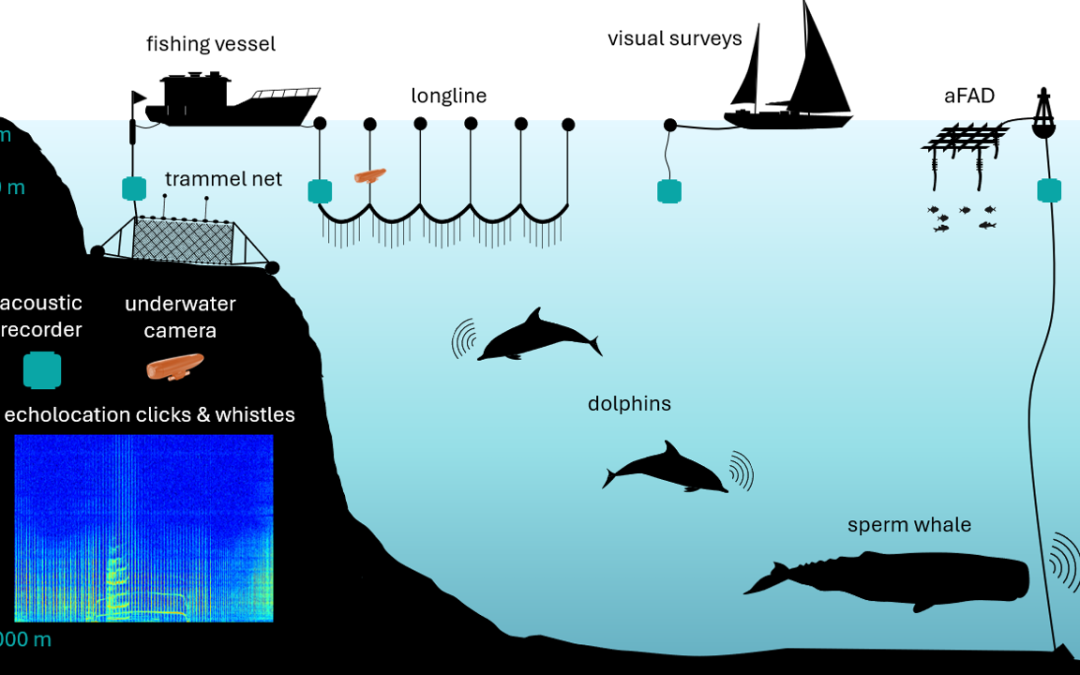 Multi-Platform Deployments of Low-Cost Devices for Cetacean Passive Acoustic Monitoring
