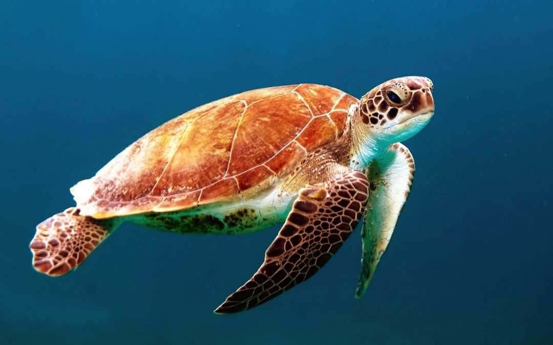 IOS4DOM seaturtle-diving software