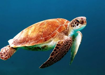 IOS4DOM seaturtle-diving software